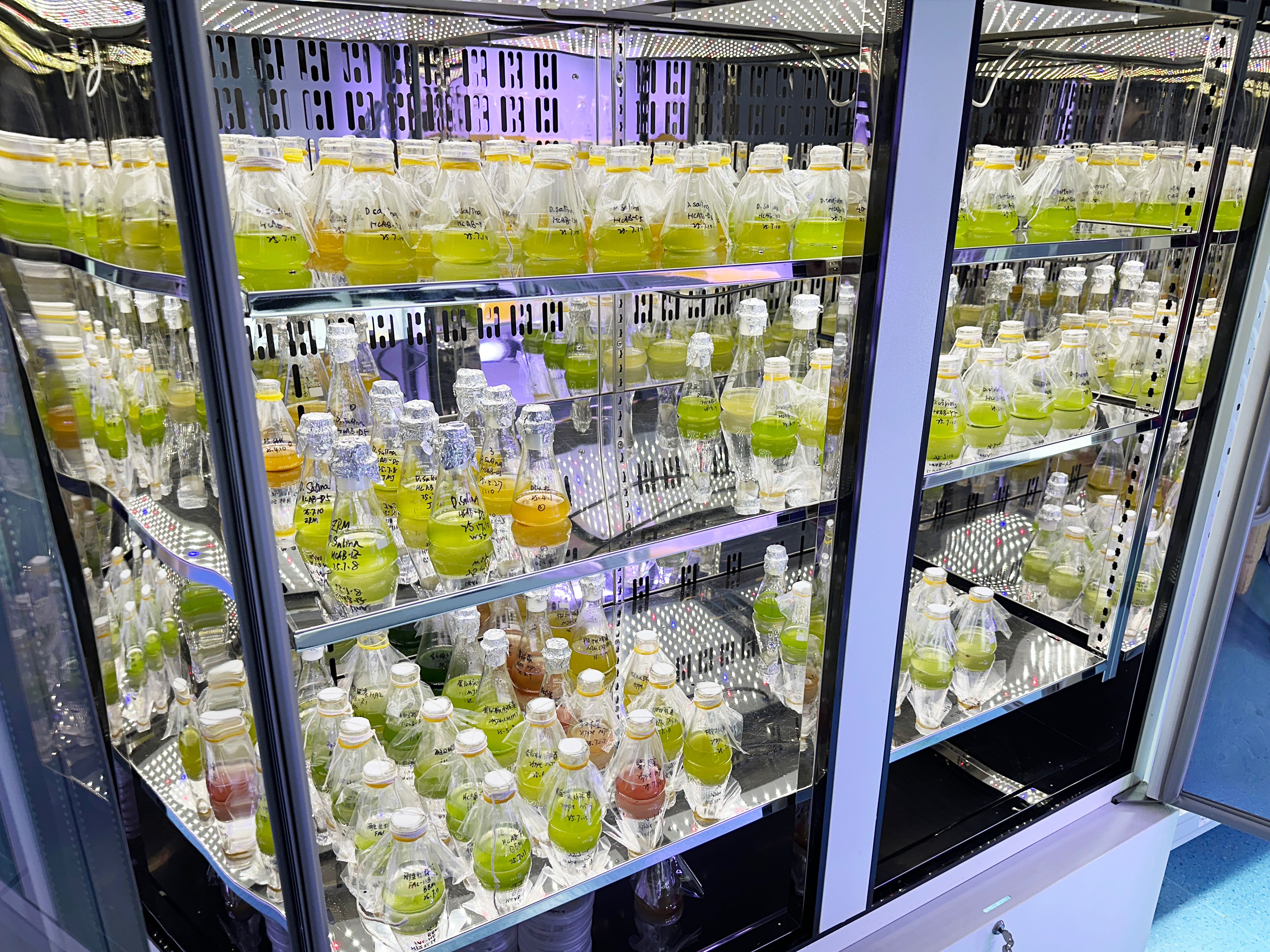 Proprietary Dunaliella salina strain cultivation in lab flasks